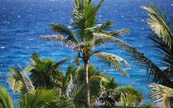 Palmiers de noix de coco