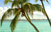 Palmiers des Bahamas