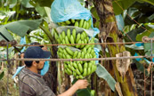 Cueillette de bananes