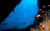 Plongée sous-marine