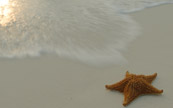 Étoile de mer, sur le bord de la plage